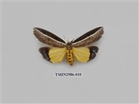 藏品(夜蛾444)的圖片